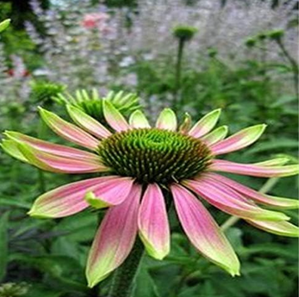 Echinacea Outdoor Flower Plant Germinate Seeds (Color: 2)
