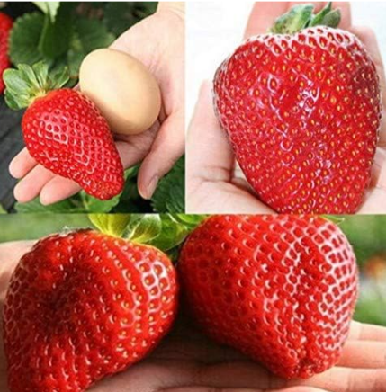 Giant Red Strawberry Organic Seeds Garden Giant Japan Strawberry Seeds