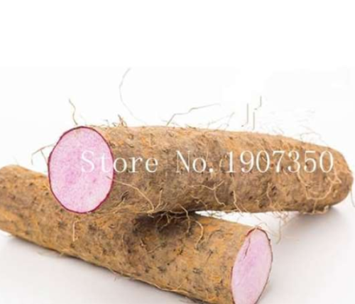 Chinese Yam Rhizoma Dioscoreae Plants Growing for Home Garden (Color: Mixed)