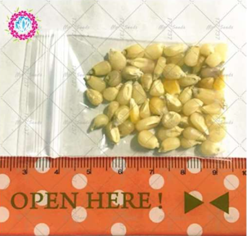 Mini White Corn Seed Plant Sweet Zea Mays Green Healthy Cereals