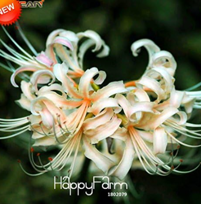 Lycoris Seed Potted Plant Lycoris Radiata Flower
