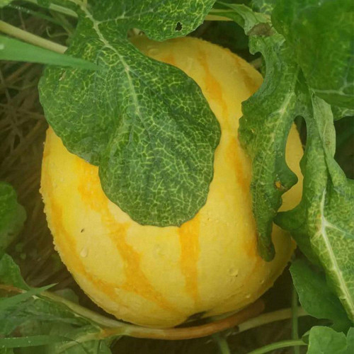 Golden No.3 Watermelon Seeds