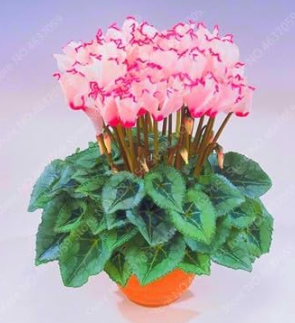 Mixed Cyclamen Indoor Potted Flower (Color: 9)