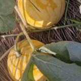 Golden No.3 Watermelon Seeds