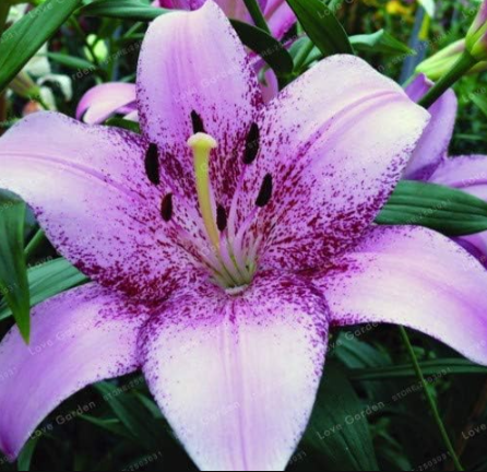 True Lily Bulbs Perfume Lily Seed Flower Bulbs (Color: 23)