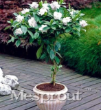 Gardenia Seed (Cape Jasmine Seed Home Garden Potted Seed Amazing Smell