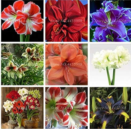 Amaryllis Flower Not Bulbs Seed Flower Hippeastrum for Home & Garden (Color: Mixed)