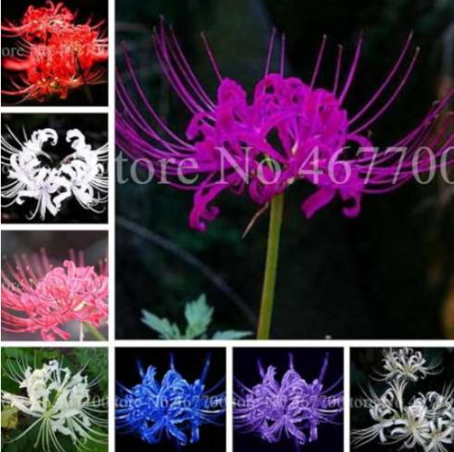 Lycoris Flower Not Lycoris Bulb Mixed Colors Outdoor & Indoor Bloom (Color: 11)