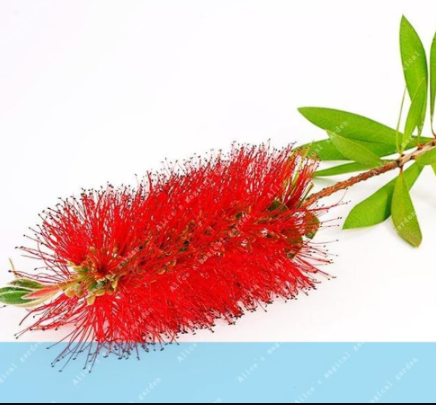 Bottle Brush Tree Seed Weeping Bottle Tree Plants Red Flower for Home Garden