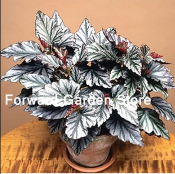 Begonia Flower Seed Ornamental Plant - (Color: 13)