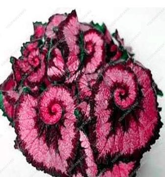 Coleus Potted Flower Seeds Decoration - (Color: 22)
