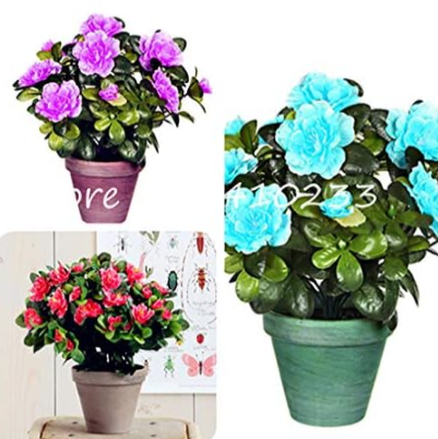 Bright Flower Japanese Azalea Seed Rhododendron Azalea (Color: Mix)