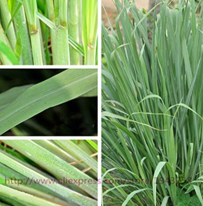 Lemon Grass, Herb Plant Easy Care Garden, Used Fresh or Dried