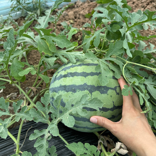 Rock Sugar Kirin No.2 Watermelon Seeds, Qilin No.2 Watermelon, Juicy Red Flesh, Thin-Skinned, High-Yield, Superior Flavor