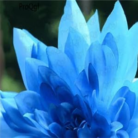 A Set Dahlia Flower Bulb Dahlia pinnata - (Color: 22)