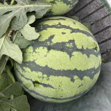 Rock Sugar Kirin No.2 Watermelon Seeds, Qilin No.2 Watermelon, Juicy Red Flesh, Thin-Skinned, High-Yield, Superior Flavor
