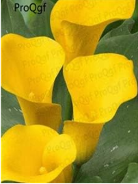 A Set Calla Lily Flower Root Bulb - (Color: 1)