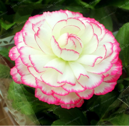 Ranunculus Flower Seed Balcony Potted Ranunculus Asiaticus (Color: 13)