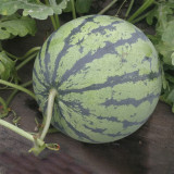 Rock Sugar Kirin No.3 Watermelon Seeds, Kirin No.3 Watermelon, Medium-early Maturing, High-round Fruits, Sweet & Crisp Flesh