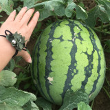 Rock Sugar Kirin No.3 Watermelon Seeds, Kirin No.3 Watermelon, Medium-early Maturing, High-round Fruits, Sweet & Crisp Flesh