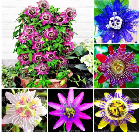 Passion Flower Seed Perennial Evergreen Climbing Woody Vine (Color: Mixed)