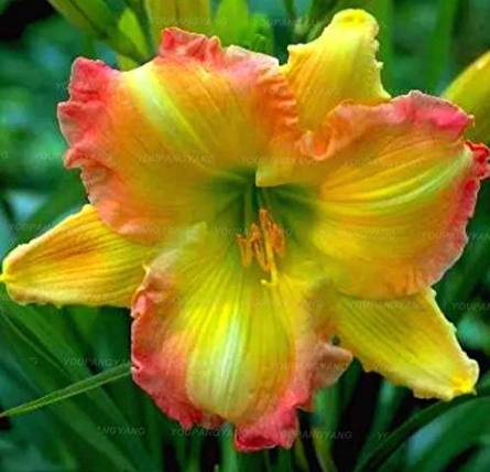 Lily Seed Peruvian Lily Alstroemeria Inca Bandit Princess Lily