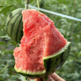 Sugar Globe Petite Watermelon Seeds, Gift Watermelon Seeds, Small Watermelon Seeds, Crisp Red-Flesh, Thin-Rind