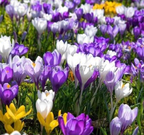 Crocus Sativus Flower Seed Purple White - (Color: Mix)