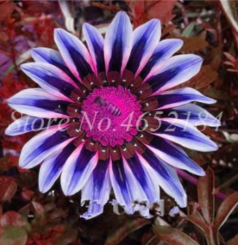 Exotic Gazania Rigens Seed Annual Potted Flower (Color: 4)