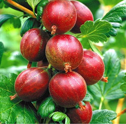 Organic Gooseberry Seed Lantern Fruit (Color: 11)