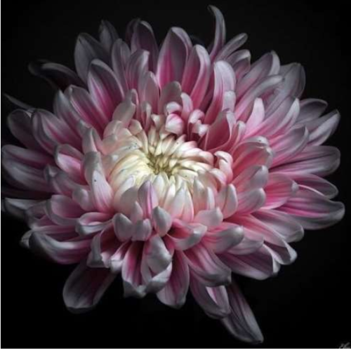 Double Cosmos Perennial Flower Seed Chrysanthemum Plant