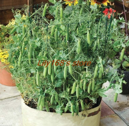 'Tom Thumb'Dwarf Shelling Pea Seed Organic vegetable