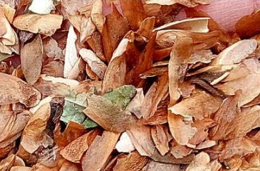 A Set Toona sinensis Seeds