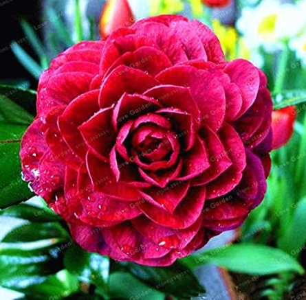 ommon Camellia Seed Potted Flowers (Color: 20)