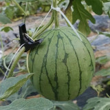 Sugar Globe Petite Watermelon Seeds, Gift Watermelon Seeds, Small Watermelon Seeds, Crisp Red-Flesh, Thin-Rind