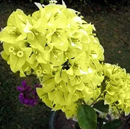Bougainvillea Seed Colorful Bougainvillea Spectabilis Willd Plant (Color: 3)