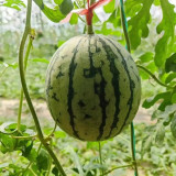 Sugar Globe Petite Watermelon Seeds, Gift Watermelon Seeds, Small Watermelon Seeds, Crisp Red-Flesh, Thin-Rind