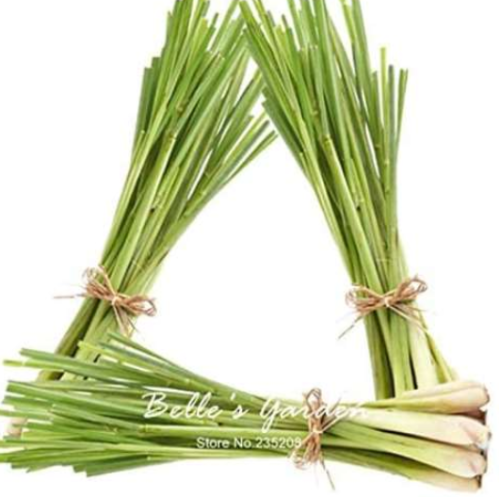 Genuine Lemon Grass Seeds Cymbopogon Citratus Perennial
