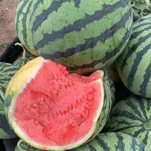 Bingchuan Meidu Watermelon Seeds,Meidu Watermelon Seeds, Dark Green Stripes, Red Flesh, Premium Hybrid Watermelon