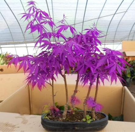 Maple Trees Seed Rare in The World Canada is A Beautiful Purple Maple