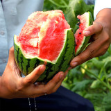 Zaochun Hongyu Watermelon Seeds, Ultra-Early Watermelon, Small Watermelon, High Brix 13%, Deep Crimson Flesh, Thin Rind