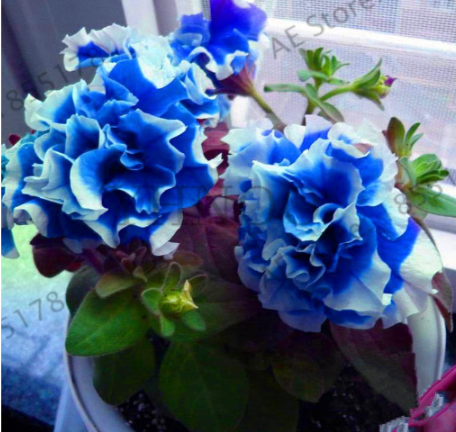 Double Petals Petunia Plant Petunias Garden Seed Balcony Petunia