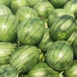 Zaochun Hongyu Watermelon Seeds, Ultra-Early Watermelon, Small Watermelon, High Brix 13%, Deep Crimson Flesh, Thin Rind
