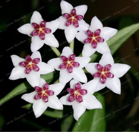 Orchid Ball Seed Rare Ball Orchid Flower Perennial Plant Hoya Carnosa Seed (Color: 8)