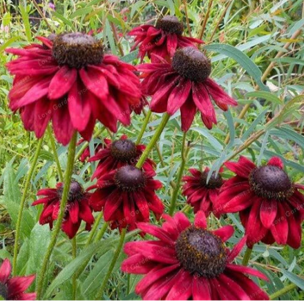 Rudbeckia Hirta Seed Rare Chinese Summer Rudbeckia Laciniata Family (Color: 2)