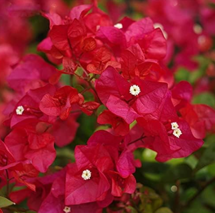 Bougainvillea Balcony Potted,Yard Seed Flower Plant immensely Showy (Color: 4)