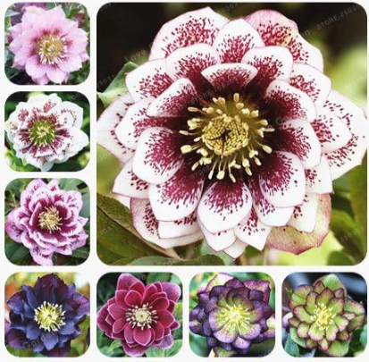Helleborus Seed Winter Rose Flower Grow in Winter (Color: Mix)