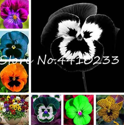 Pansy Mixed Seed Flower Home Garden Potted Or Yard Ornamental (Color: Mix)