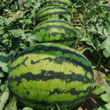 Jinxiu Tianwang Watermelon Seeds, F1 Hybrid Watermelon Seeds, Premium Watermelon Seeds, Red Flesh, High Sugar, Low Fiber