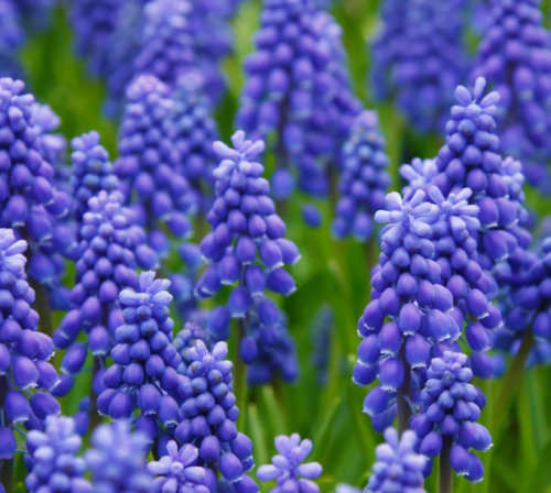 Grape Hyacinth Muscari Seeds Fragrant Purple Blue Ground Cover Flowers